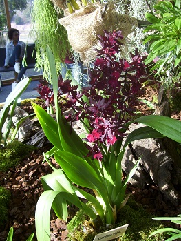 Foto von fast schwarzen Orchideen